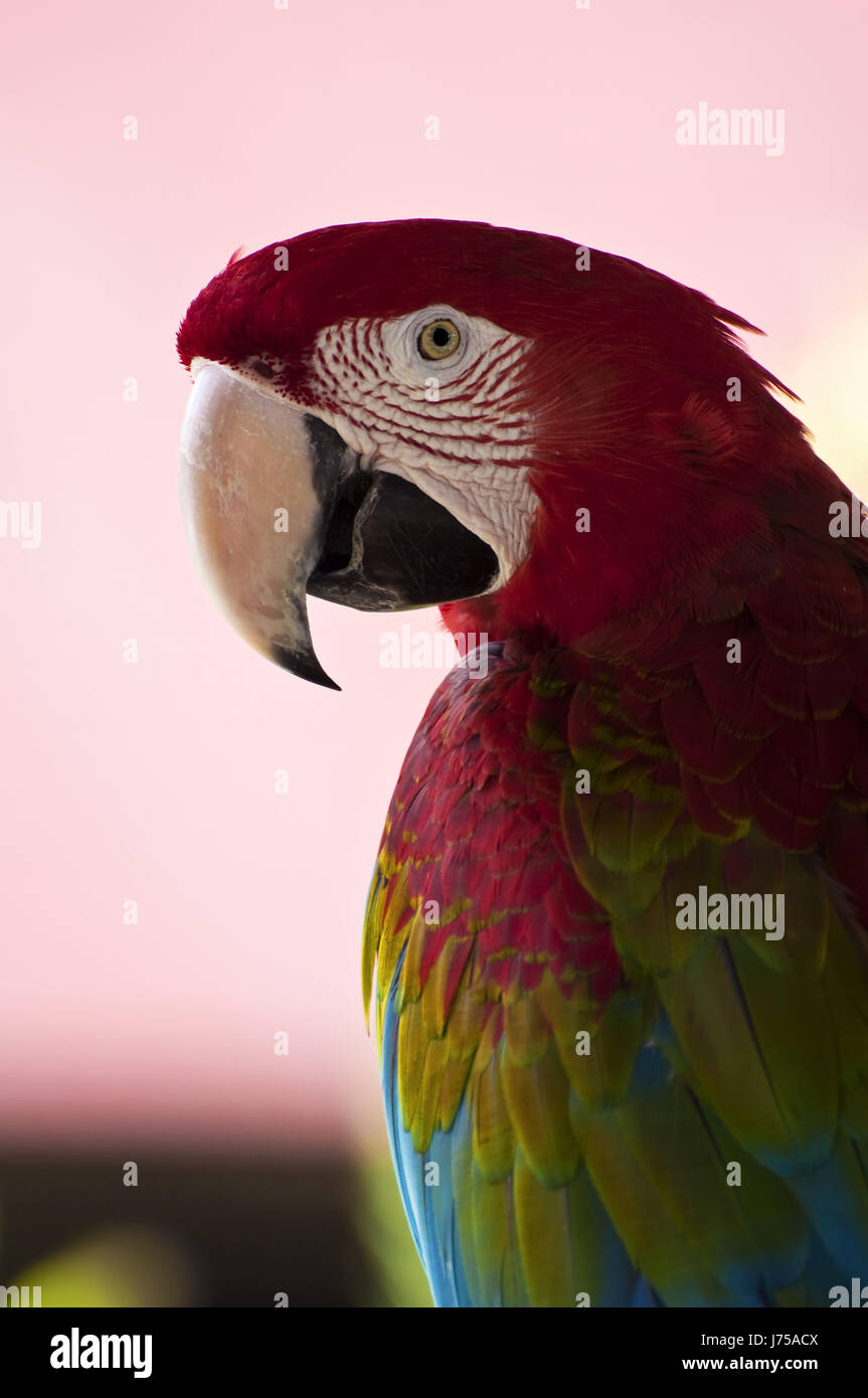 Animali esotici uccelli tropicali della fauna selvatica in piuma pappagallo colorato colore uccello animale Foto Stock