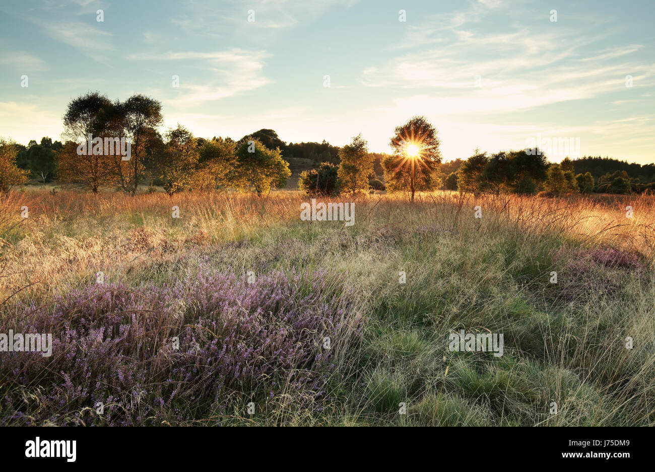 Raggi di sole su marsh con heather fiori in estate Foto Stock