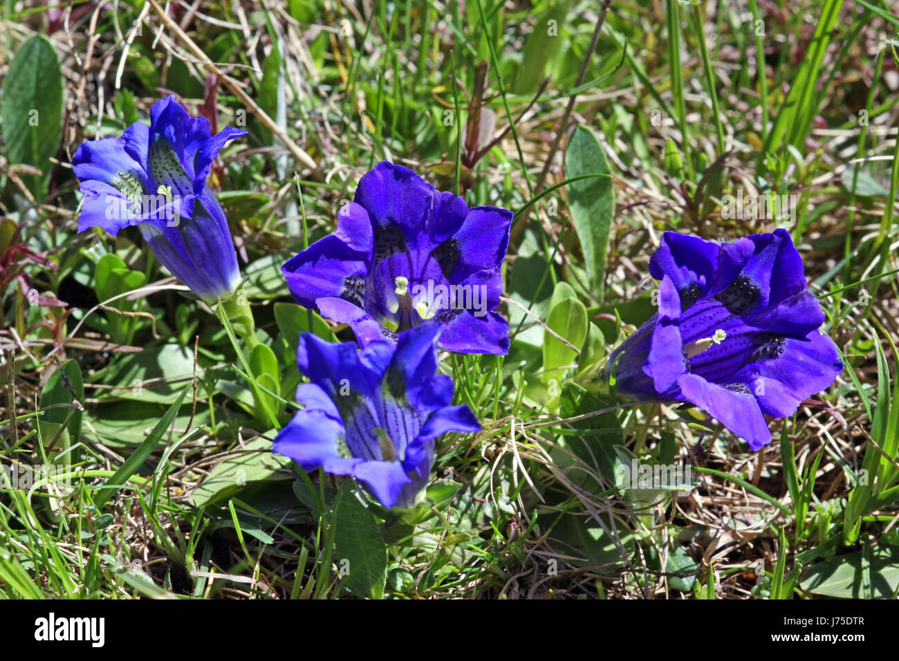 quattro genziane Foto Stock