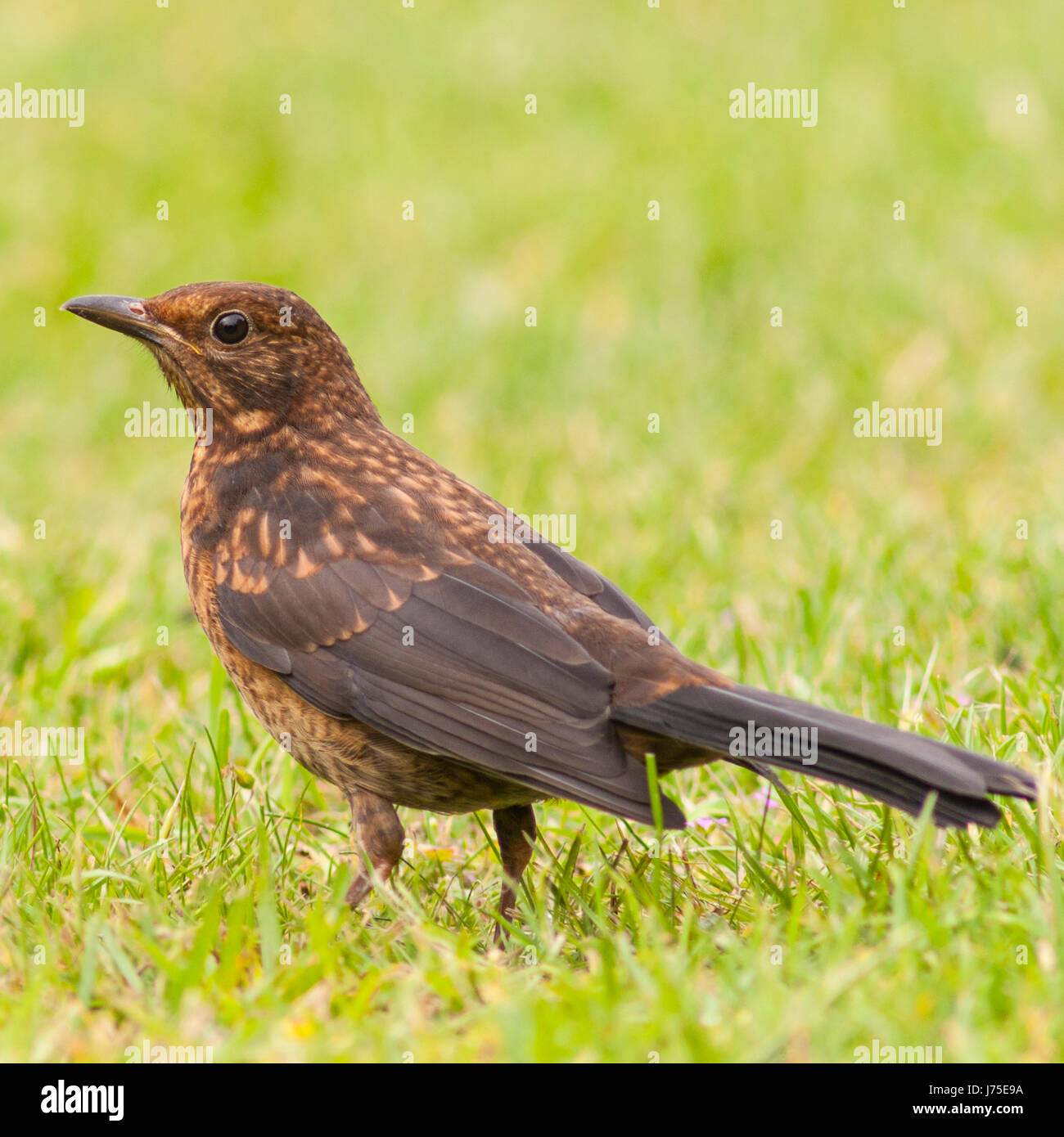 Una femmina di Merlo (Turdus merula) nel Regno Unito Foto Stock