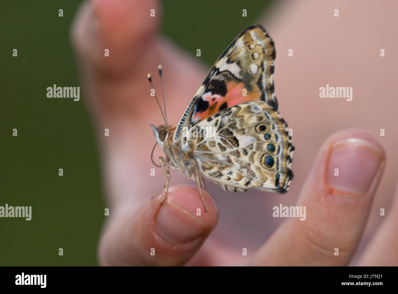 Dipinto di lady (Vanessa cardui) aka cosmopolita, seduta fiduciosamente su un bambino la mano. Foto Stock