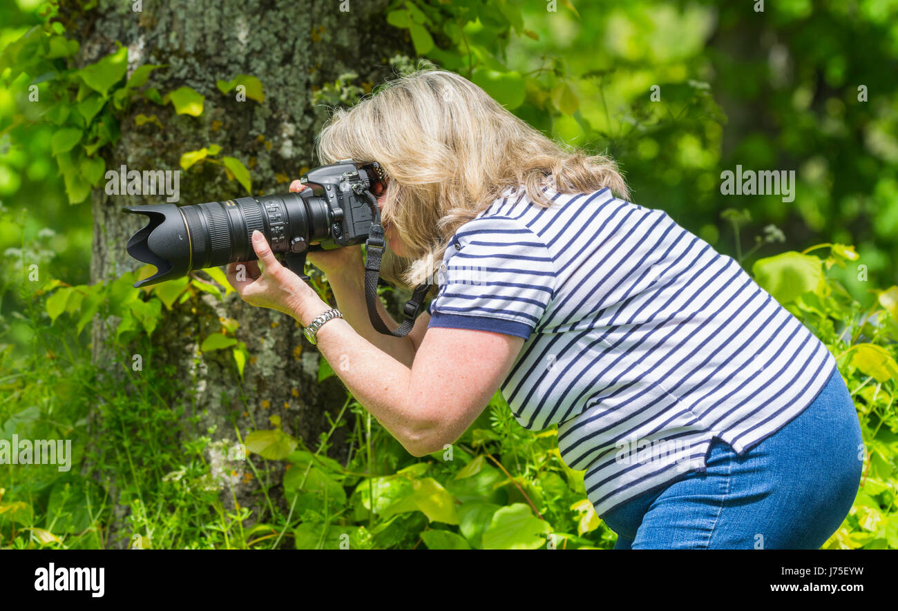 Fotografo femmina usando un lungo la lente e la telecamera in estate nella campagna del Regno Unito. Foto Stock