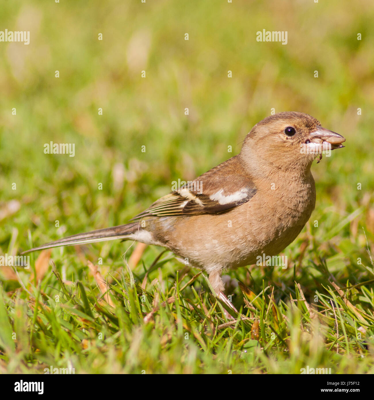 Una femmina (fringuello Fringilla coelebs) nel Regno Unito Foto Stock