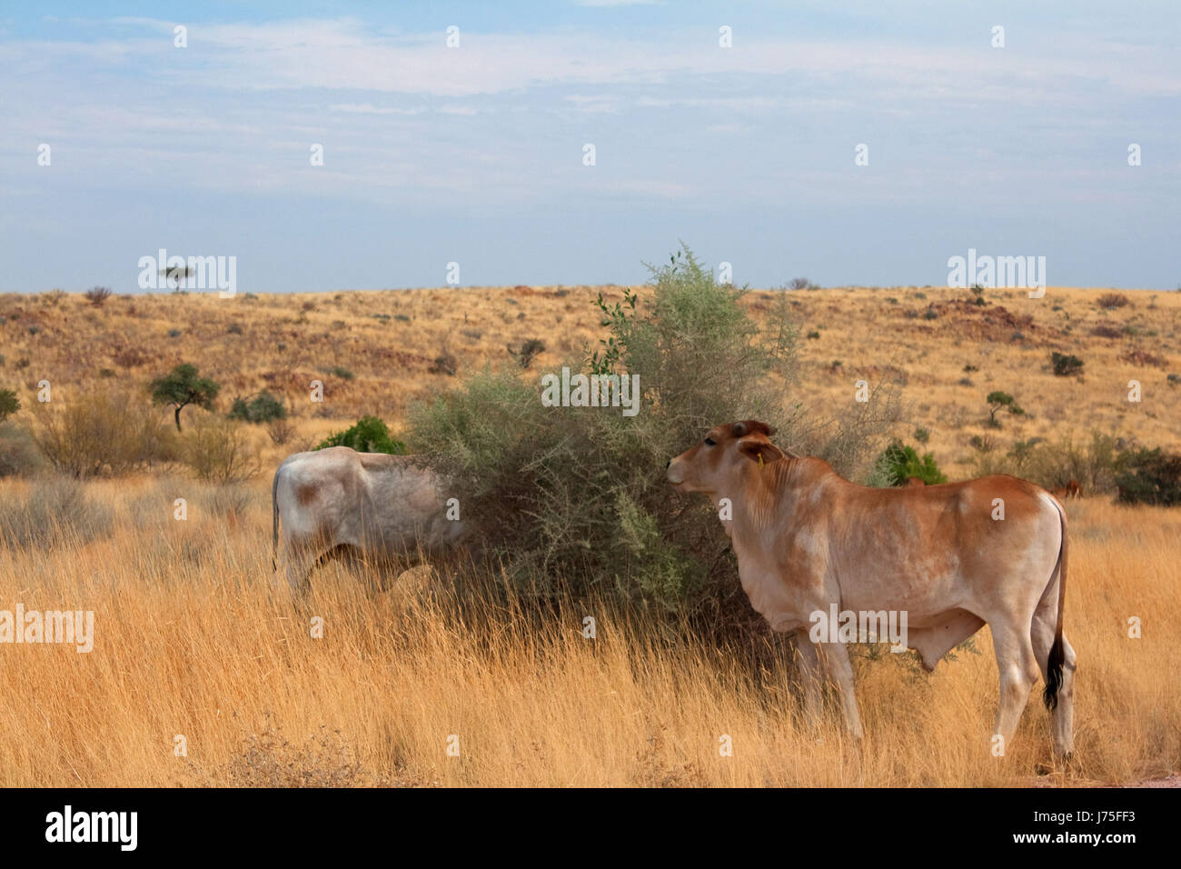 Albero di colore bruno marrone brunette africa namibia larghezza campo arbusto vacche di fattoria Foto Stock