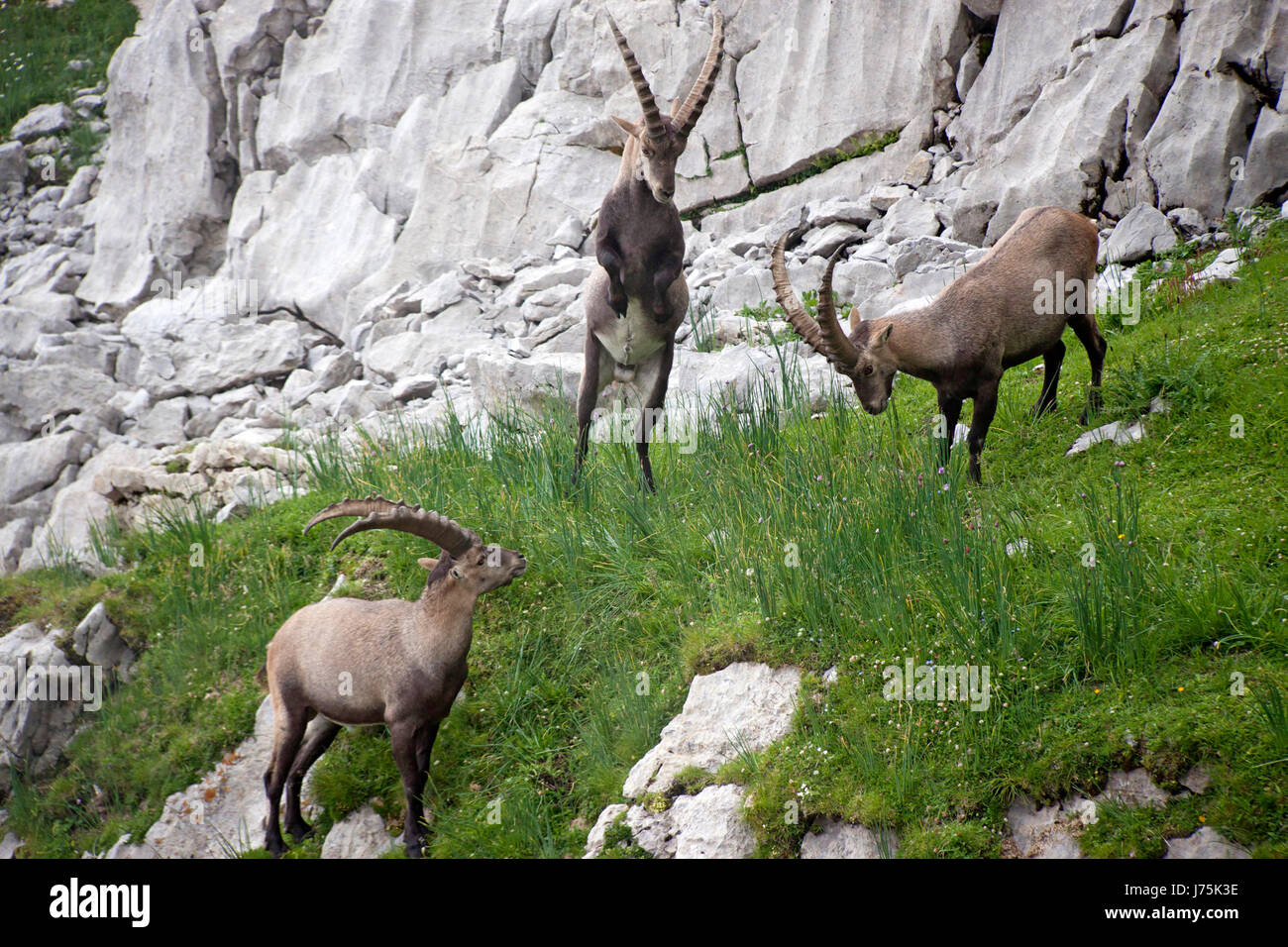 Lotta combattimenti animali mammiferi capricorno attacco stambecchi pronti per la battaglia combattere Foto Stock