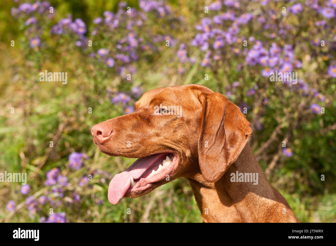 Animale domestico animale fiore fiori impianto cane Canine profilo di natura closeup animale mammifero Foto Stock