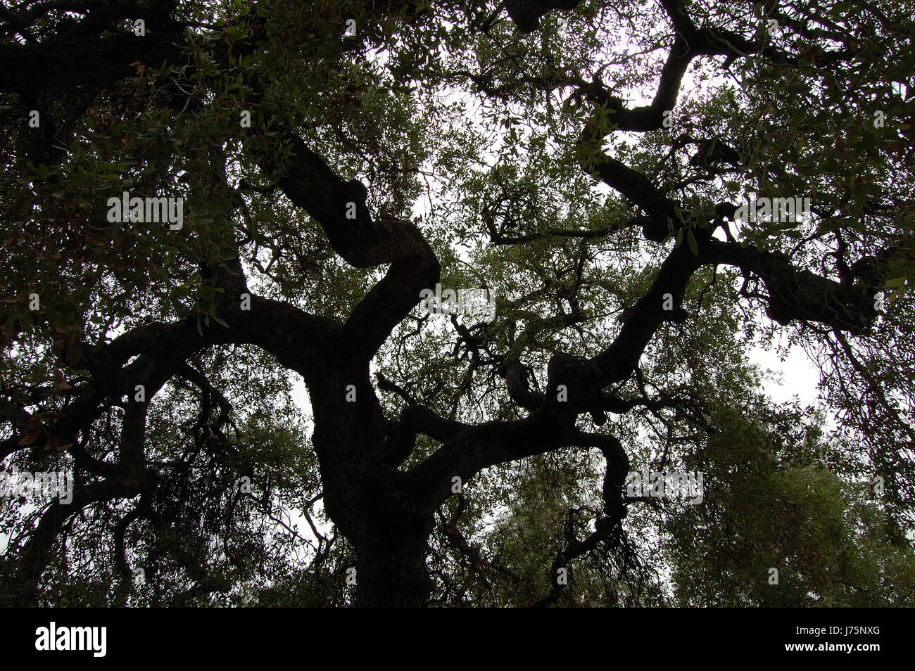 Live Oak tree tettoia dal seguito. Foto Stock