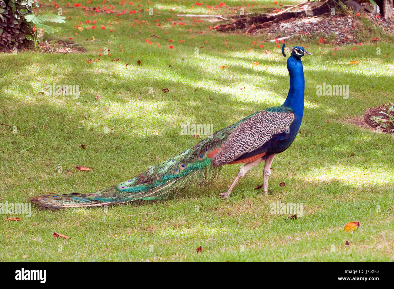 Blue Bird animale fauna verde pavone tropicali colorati animali blue bird Foto Stock