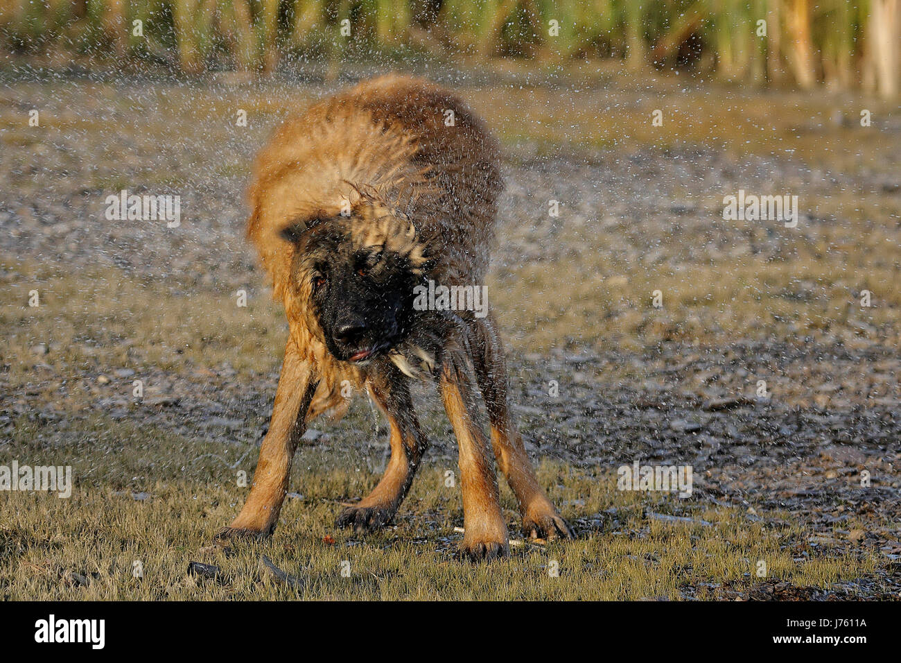 Cane bagnato watchdog acqua fresca lago le acque di balneazione di acqua cane tedesco umido Foto Stock