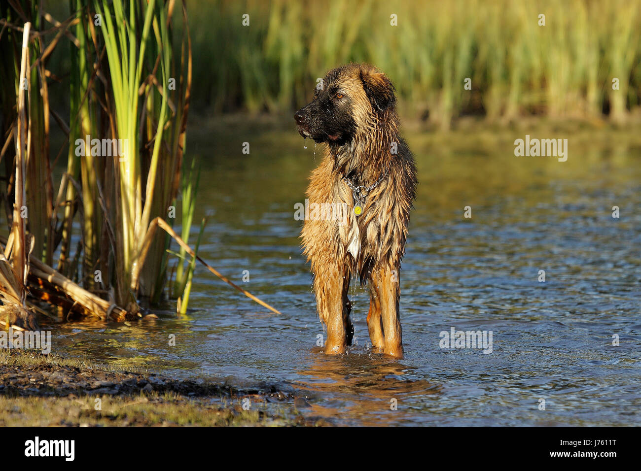 Cane bagnato watchdog acqua fresca lago le acque di balneazione di acqua cane tedesco umido Foto Stock