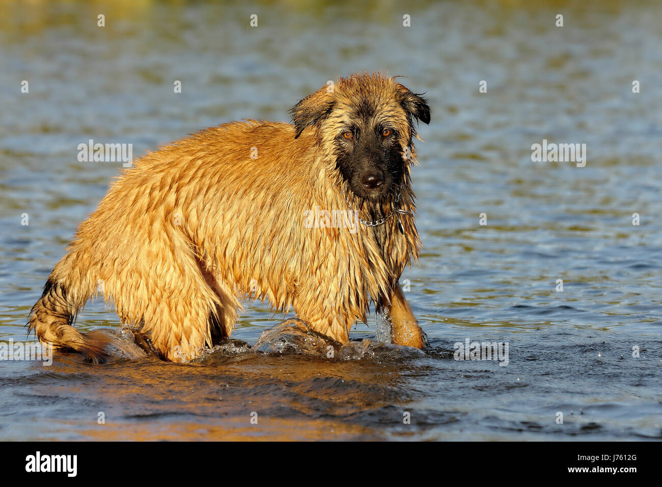 Caucasian cane da guardia Foto Stock