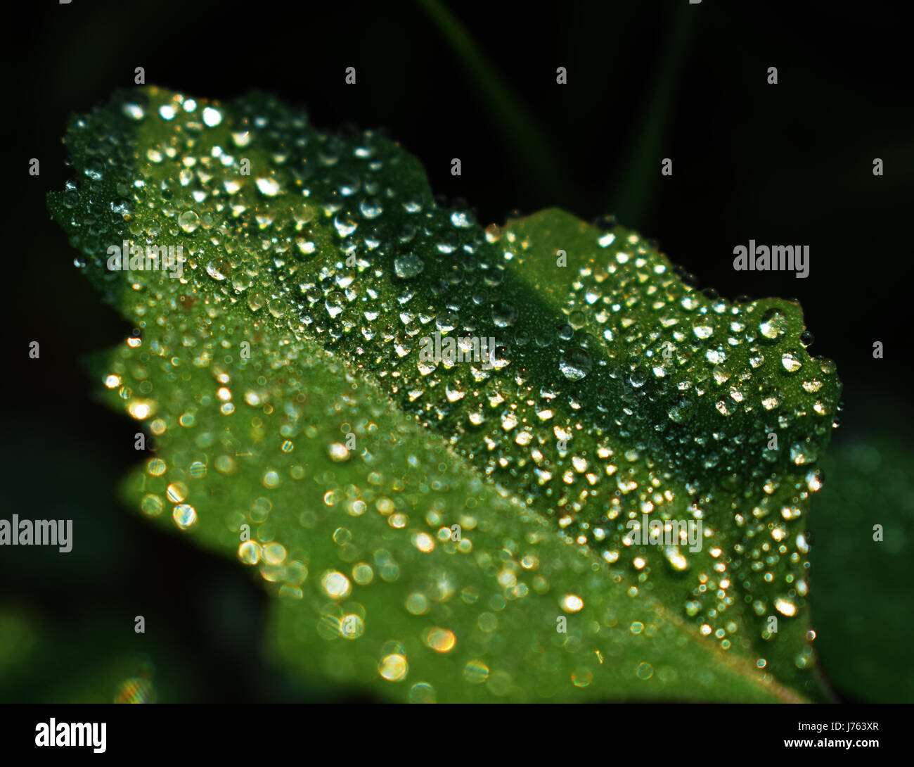 Gocce di rugiada Foto Stock