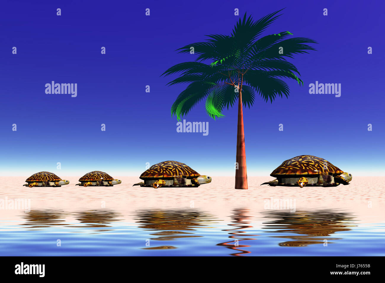 Spiaggia mare spiaggia spiaggia Palm tree rospi tartarughe isle isola turtle Foto Stock
