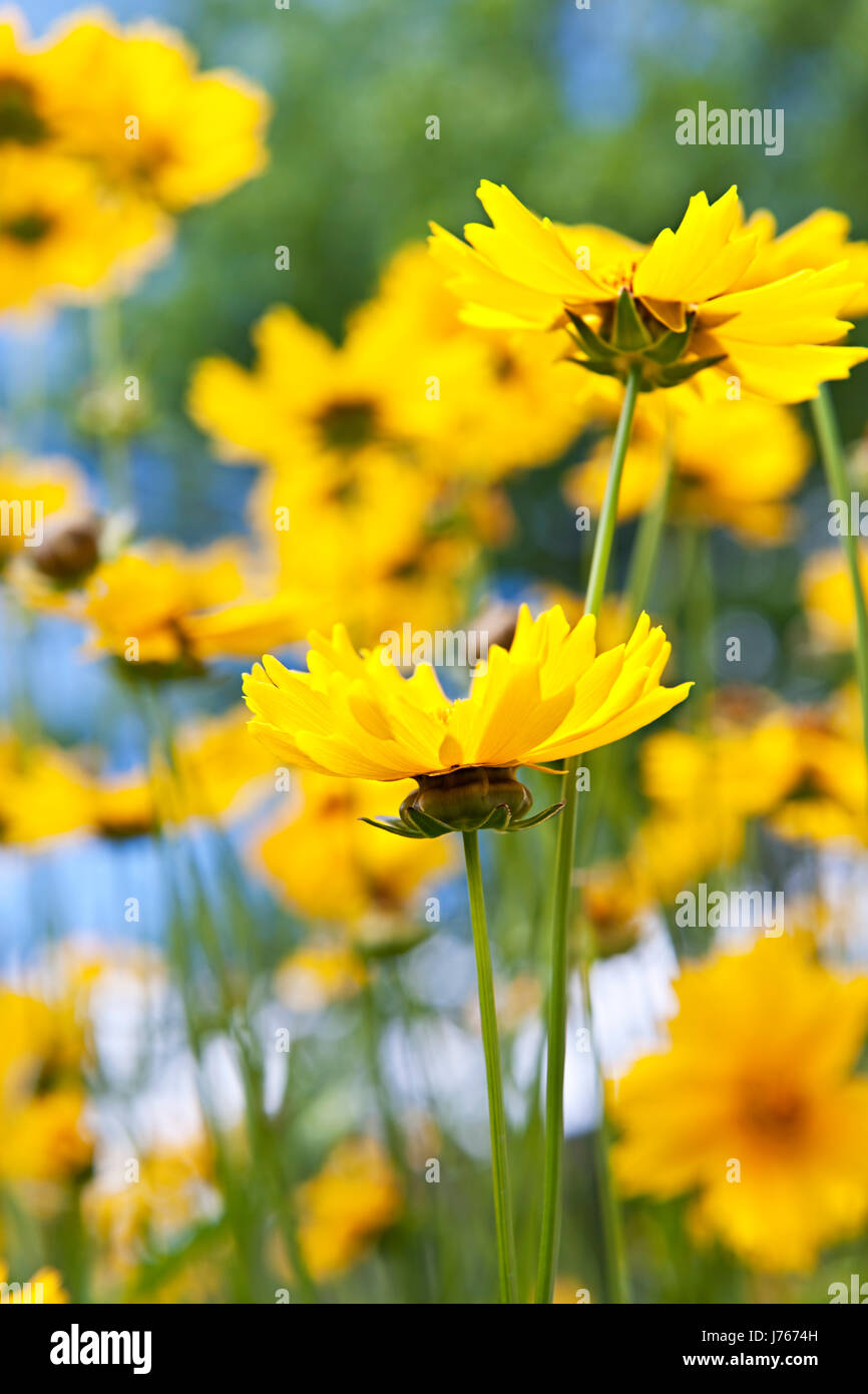 Primo piano giardino di fiori di campo fiori giallo vegetale vicino bella beauteously Foto Stock