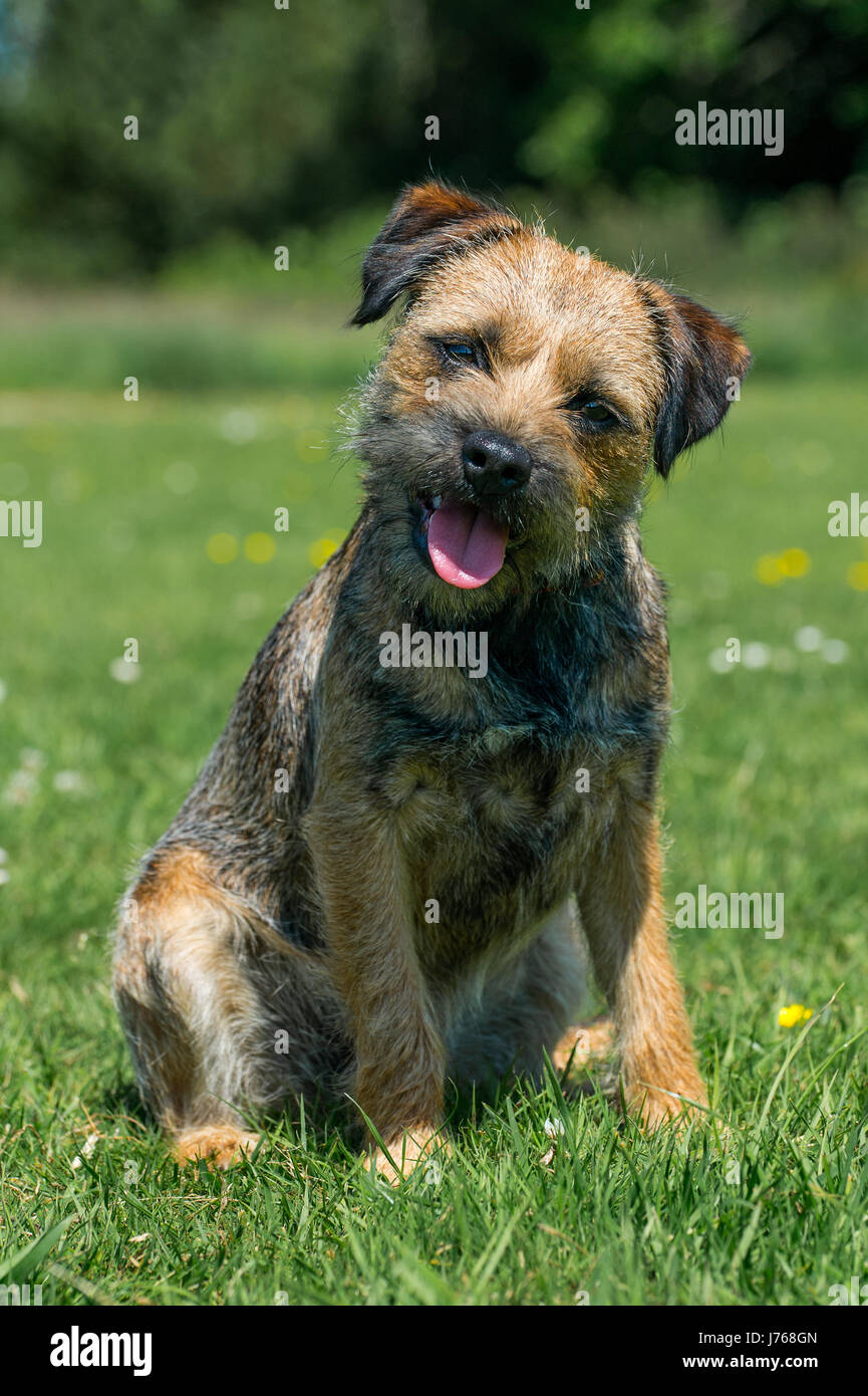 Un ritratto di un border terrier in un campo Foto Stock