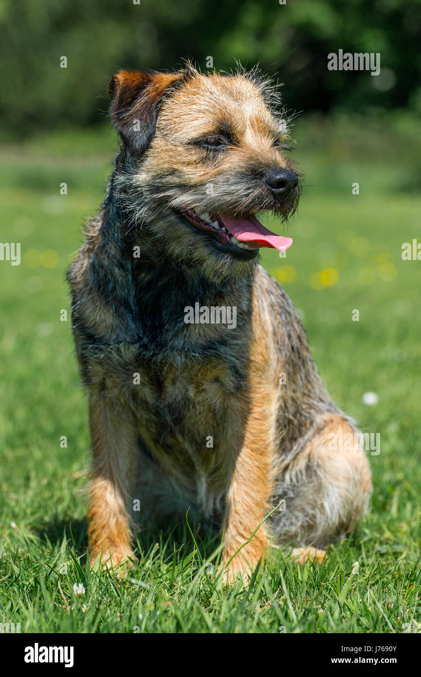 Un ritratto di un border terrier in un campo Foto Stock
