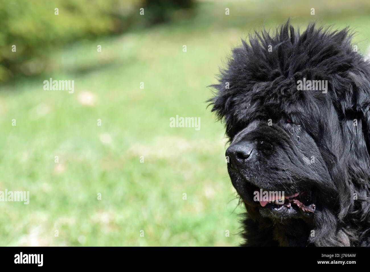 Il vecchio cane di Terranova in esterno Foto Stock