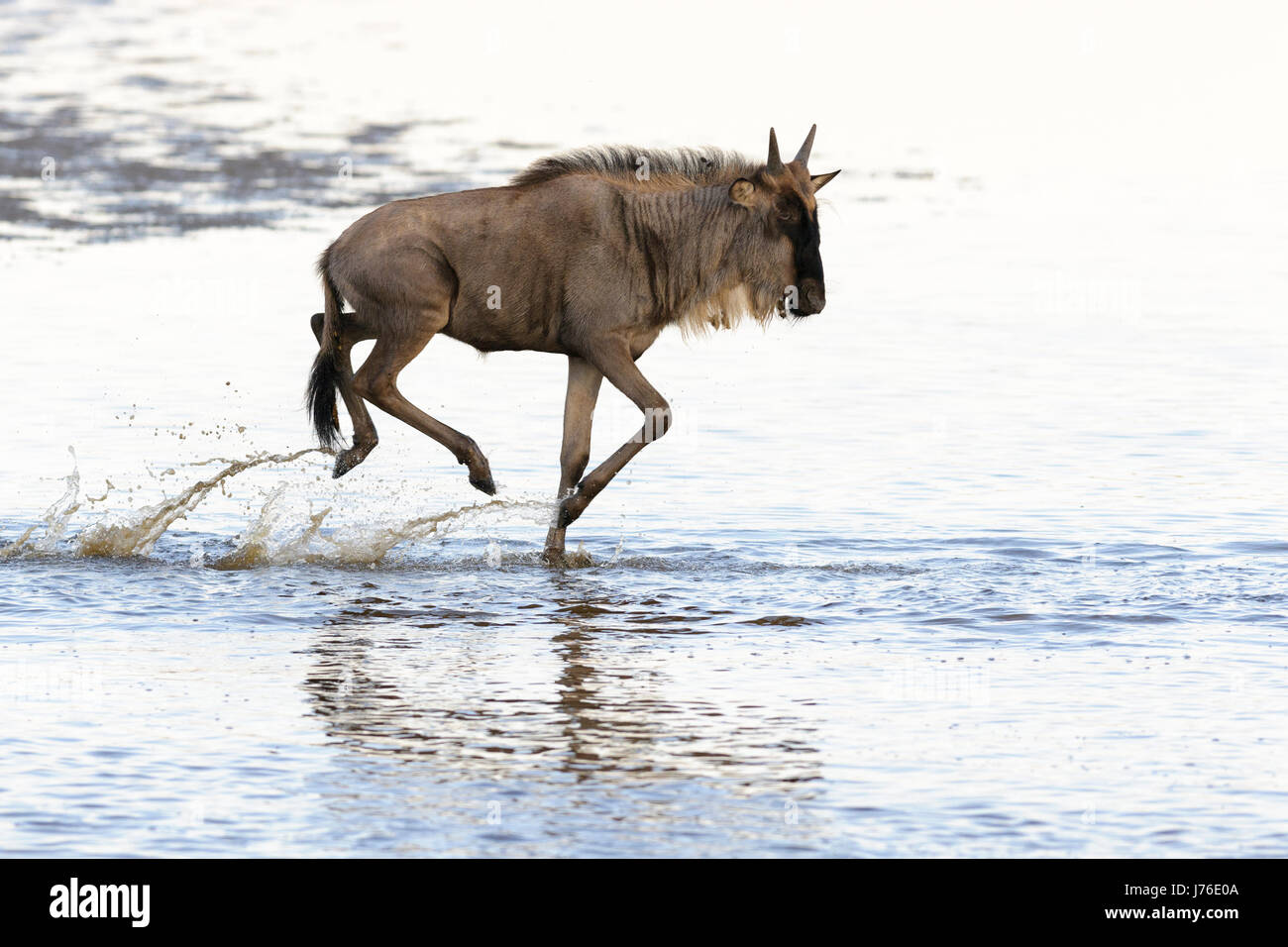 Giovani GNU (Connochaetes taurinus), gnu, in esecuzione attraverso acqua, riflessa nell'acqua, Ndutu, Serengeti National Park, Tanzania Foto Stock