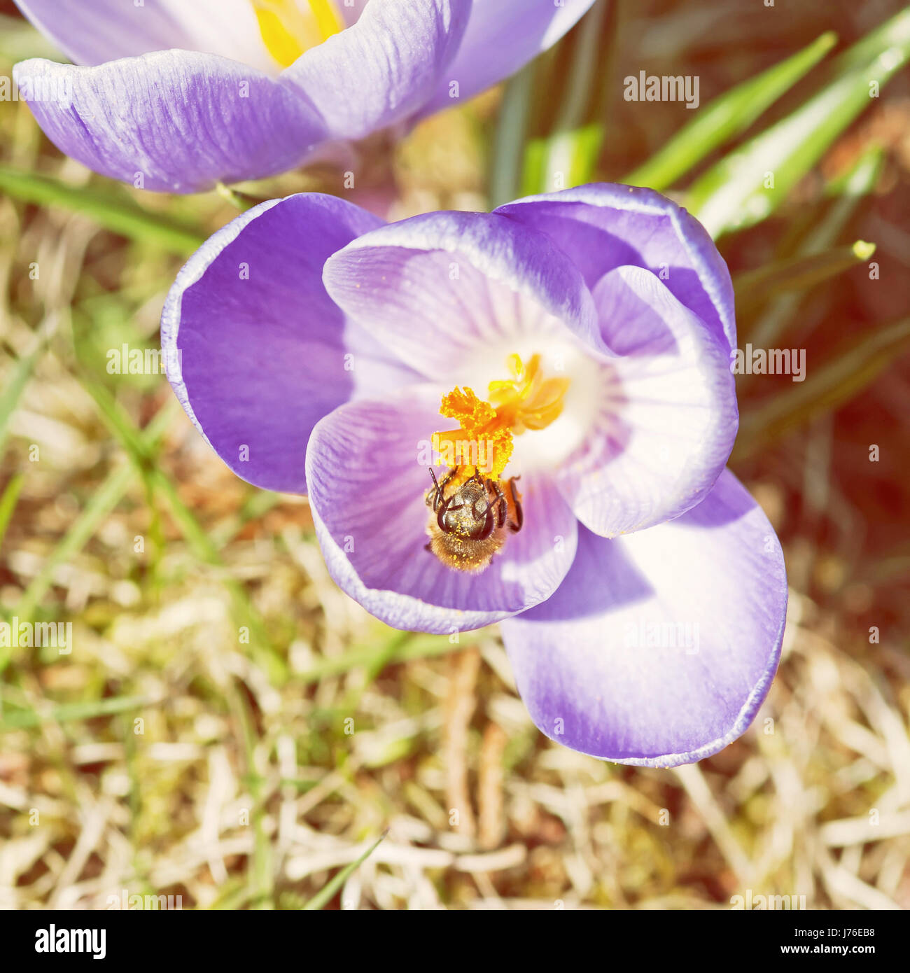 Il miele delle api - Apis mellifera impollina Crocus heuffelianus fiore. Tempo di primavera scena. Foto giallo filtro. Foto Stock