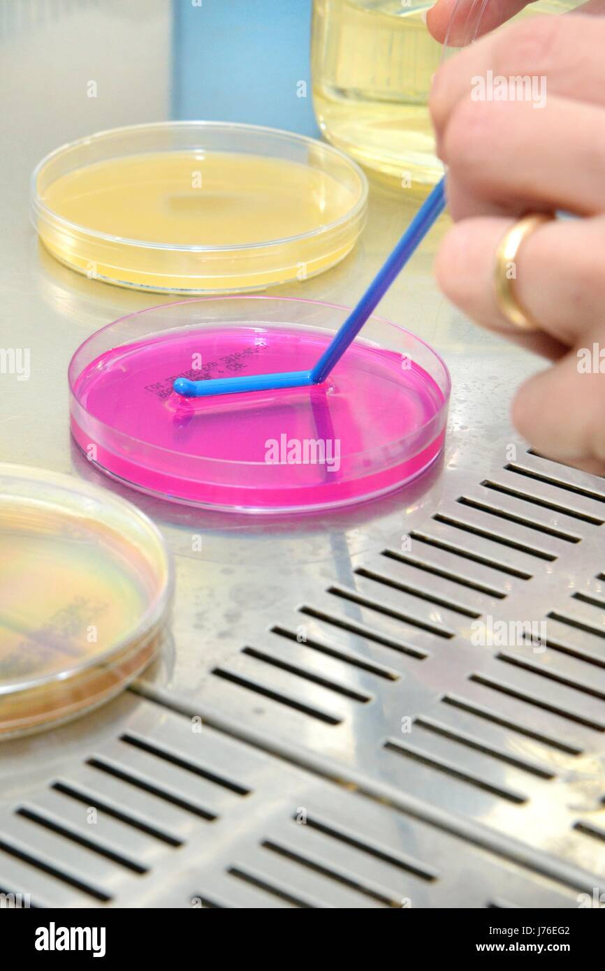 Scienziato CON L a forma di cella Hockey-Stick Spreadershand (raschiatura capsula Petri DMEM). Foto Stock