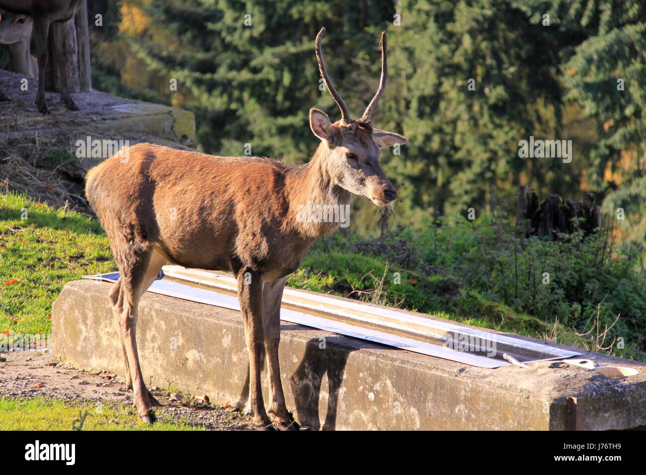 Allevamento razza di corna di cervo hart guarda su animale bruno marrone brunette bocca Foto Stock