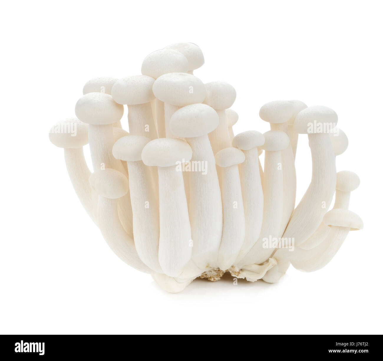 Faggio bianco di funghi shimeji, funghi, funghi commestibili isolati su sfondo bianco Foto Stock