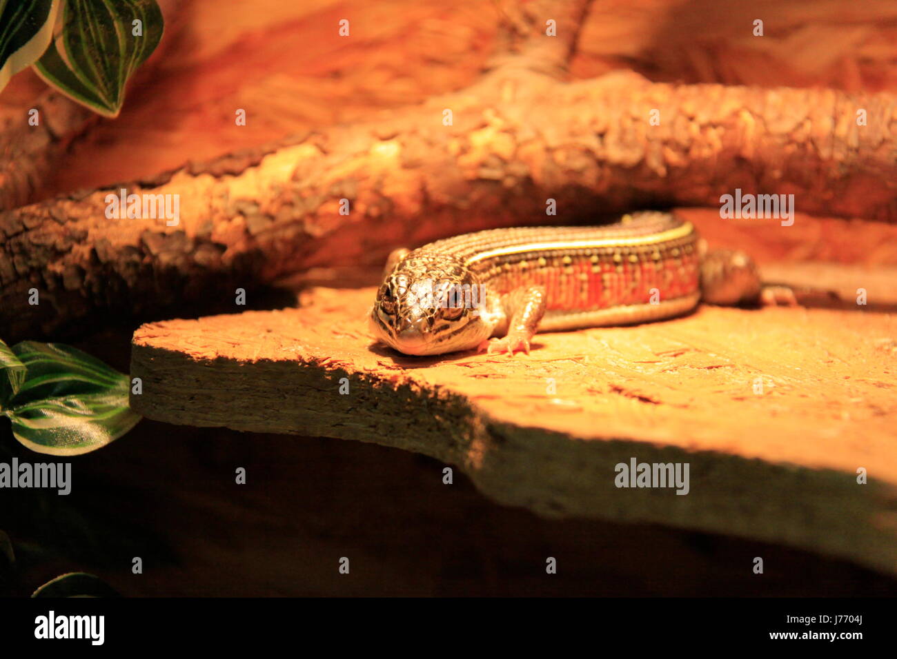 Strisce gialle scudo lizard in primo piano Foto Stock