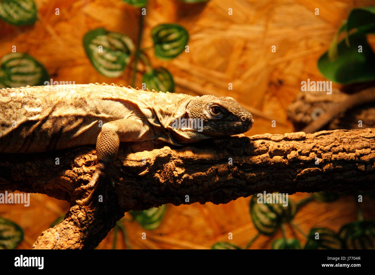 Lucertola iguana bruno marrone brunette iguana artiglio coda di iguana gamba grigio grigio Foto Stock