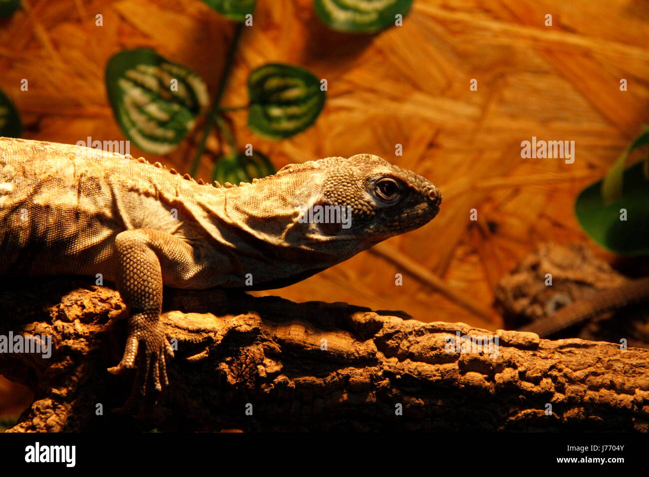 Lucertola iguana bruno marrone brunette iguana artiglio coda di iguana gamba grigio grigio Foto Stock