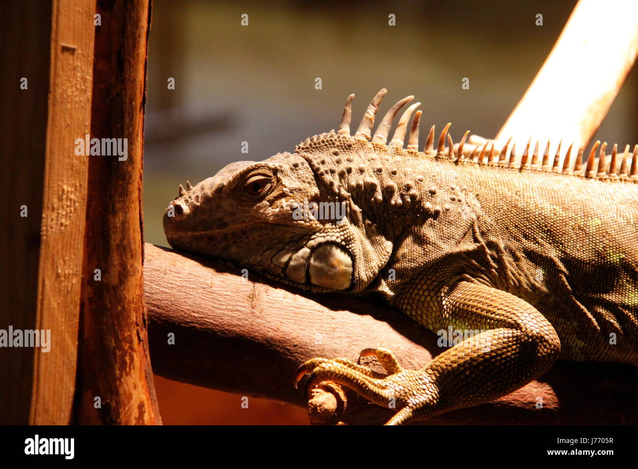 Iguana grigio grigio brunastro marrone brunette iguana artiglio coda di iguana gamba grigio grigio Foto Stock