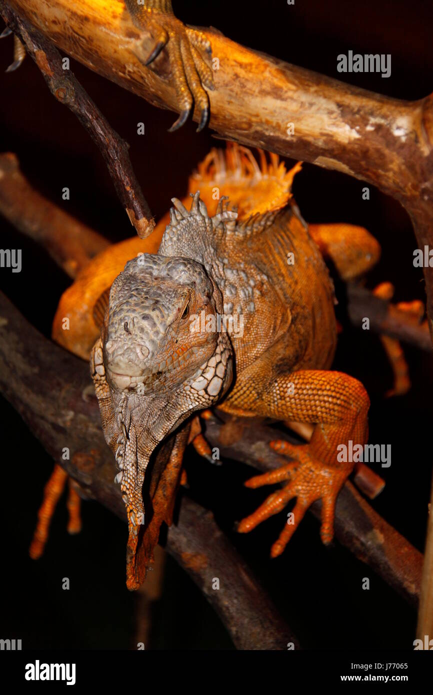 Iguana grigio grigio brunastro marrone brunette iguana artiglio coda di iguana gamba grigio grigio Foto Stock