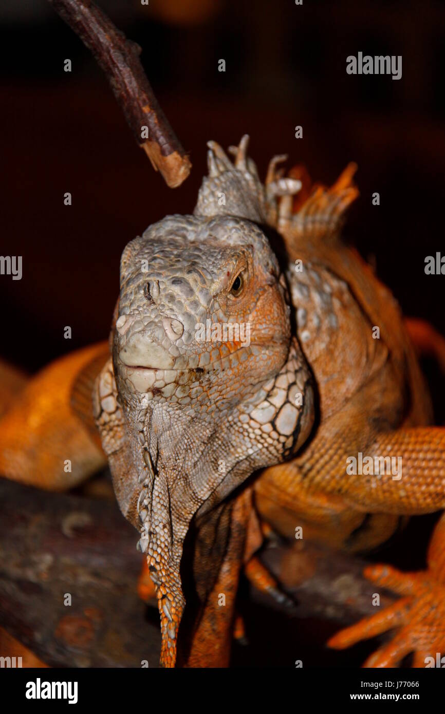 Iguana grigio grigio brunastro marrone brunette iguana artiglio coda di iguana gamba grigio grigio Foto Stock