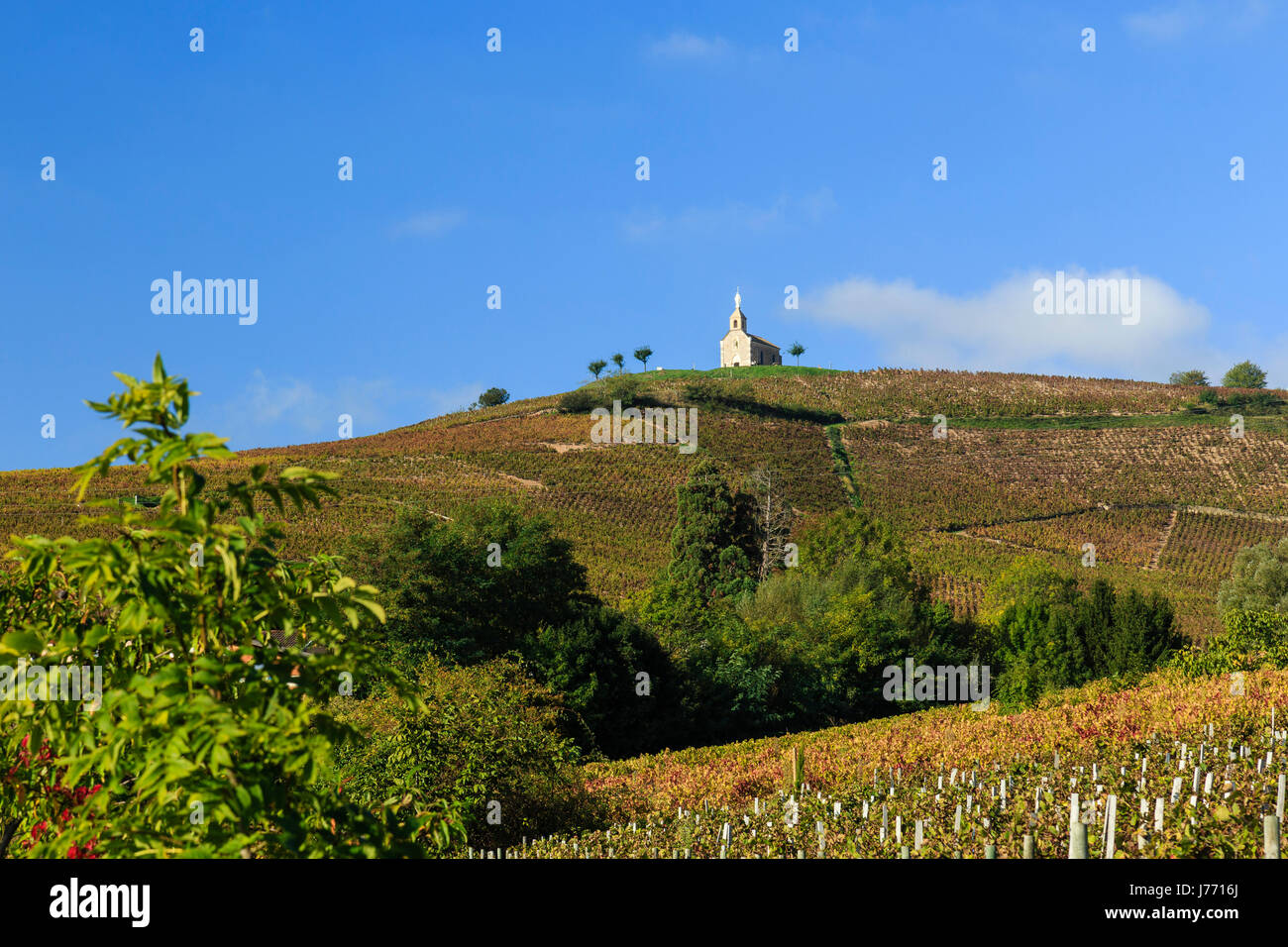 Francia, Rodano, Beaujolais regione, Fleurie, Cappella della Madonna e i vigneti in autunno Foto Stock