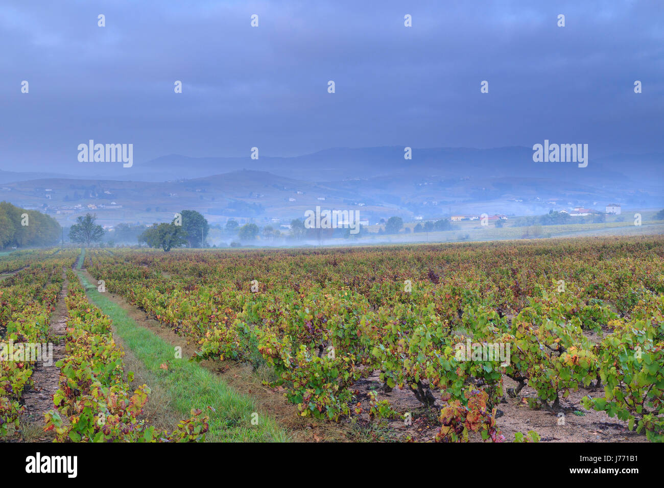 Francia, Rodano, Beaujolais regione, Saint Etienne la Varenne, i vigneti in autunno Foto Stock