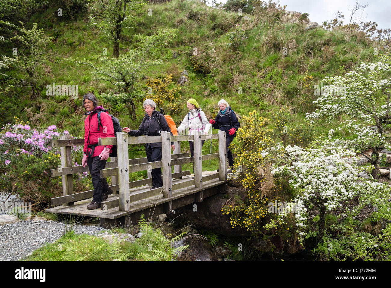 Gli escursionisti escursioni attraverso una passerella su un paese a piedi in primavera. Cwm Dyli, Nant Gwynant, Gwynedd, il Galles del Nord, Regno Unito, Gran Bretagna Foto Stock