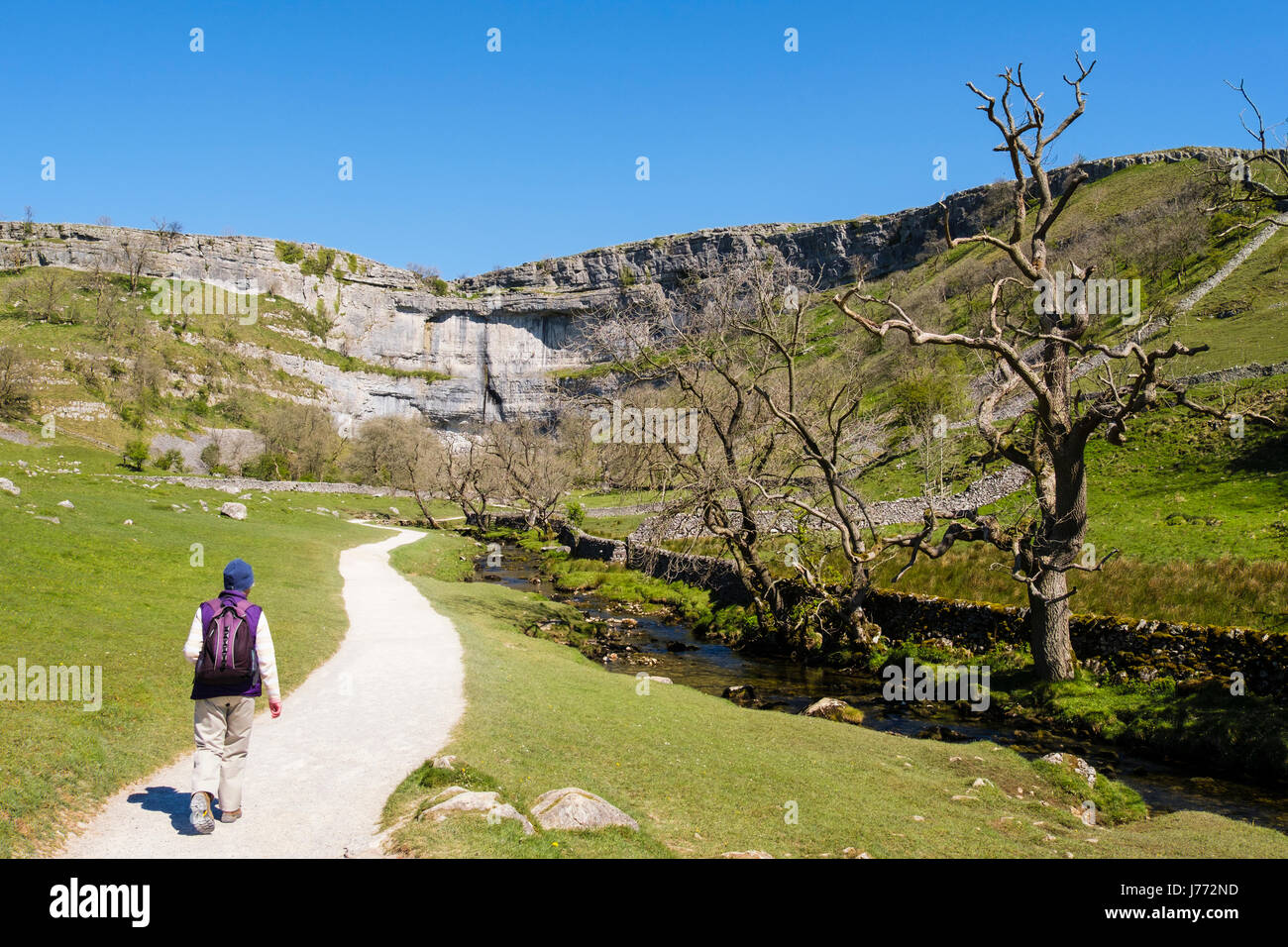 Escursionista trekking sul Sentiero di Malham Cove a seguito del The Pennine Way. Malham Malhamdale Yorkshire Dales National Park North Yorkshire England Regno Unito Gran Bretagna Foto Stock