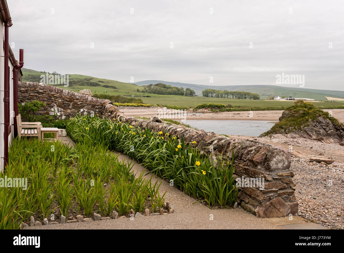 Wild iris gialla (Iris pseudacorus) comune in Scozia, piantato da giardiniere Kirsty Knight Bruce al di fuori del xvii secolo cottage in pietra nel Kintyre Foto Stock