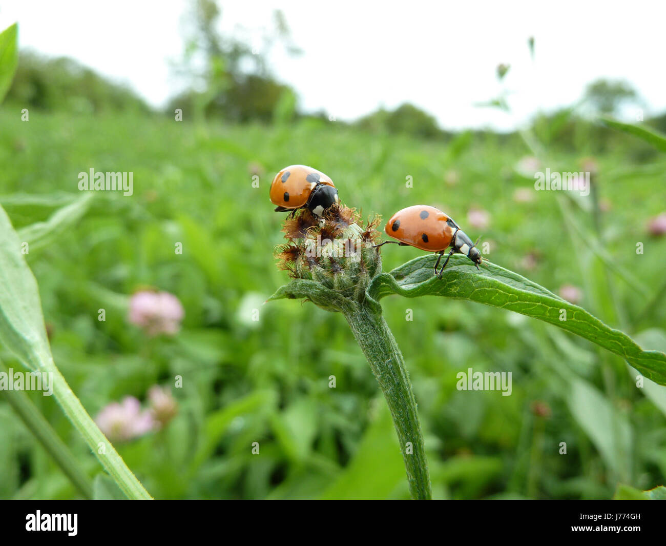 coccinella Foto Stock