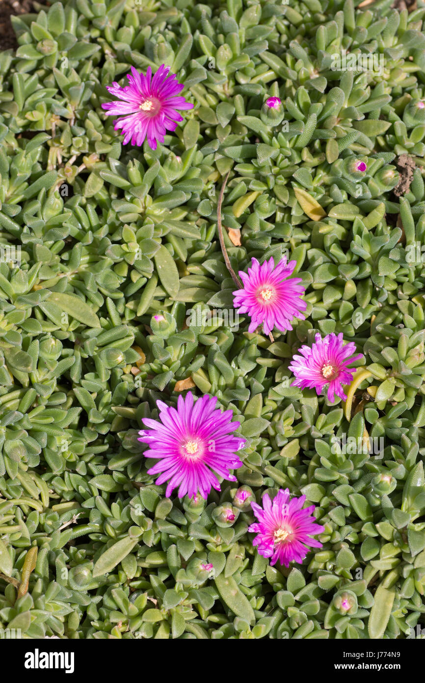 Delosperma 'Sani Pass' Alpine Semi-Perenial sempreverde con fiori viola Foto Stock