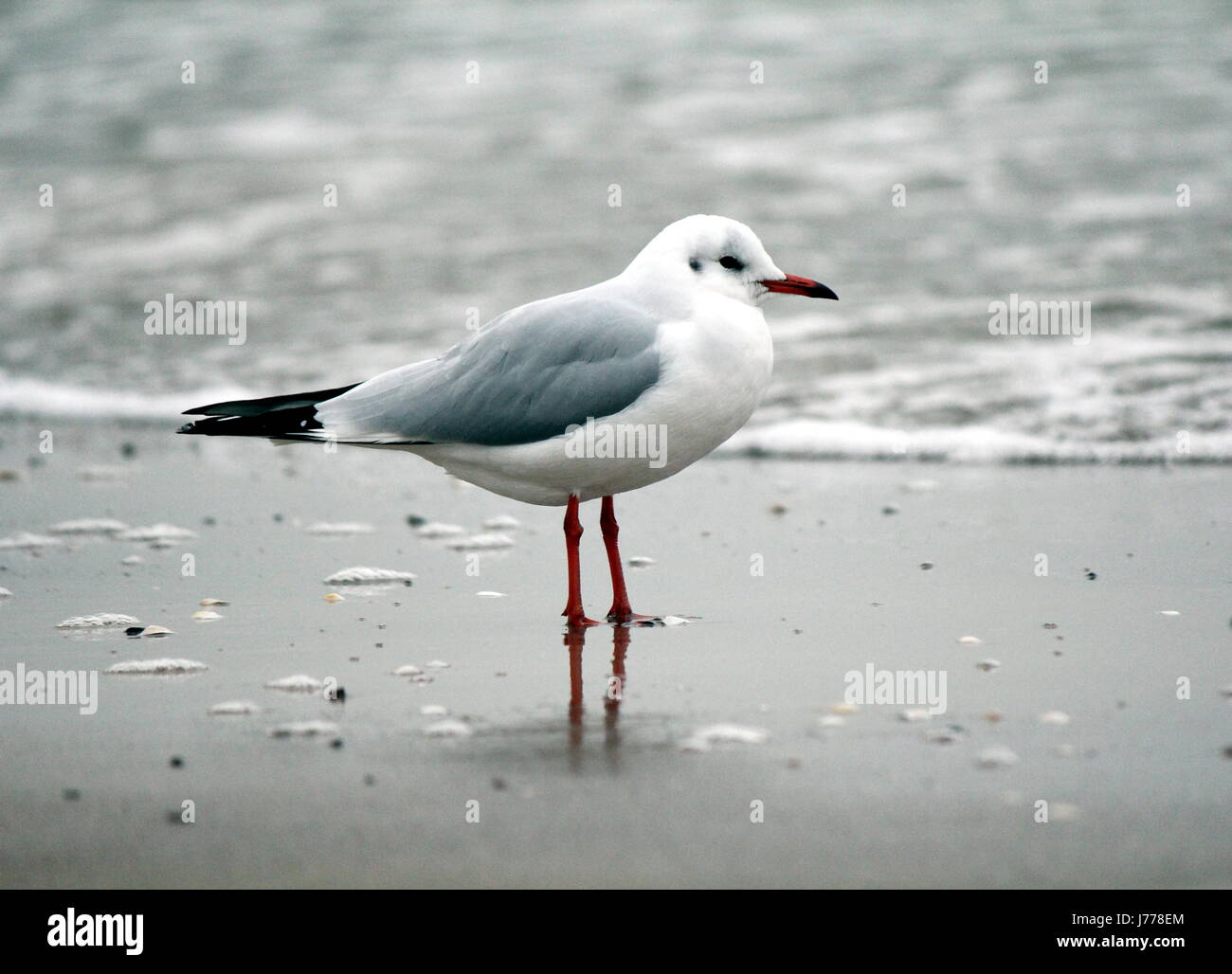 Gabbiano d'argento Foto Stock