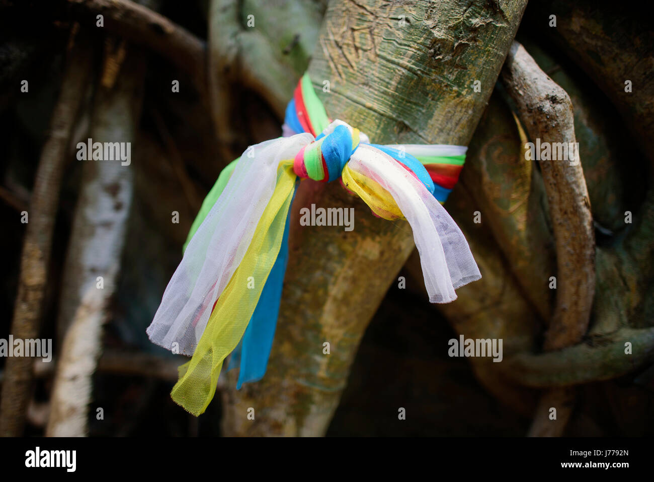 Close-up di nastri colorati allacciato sul tronco di albero Foto Stock