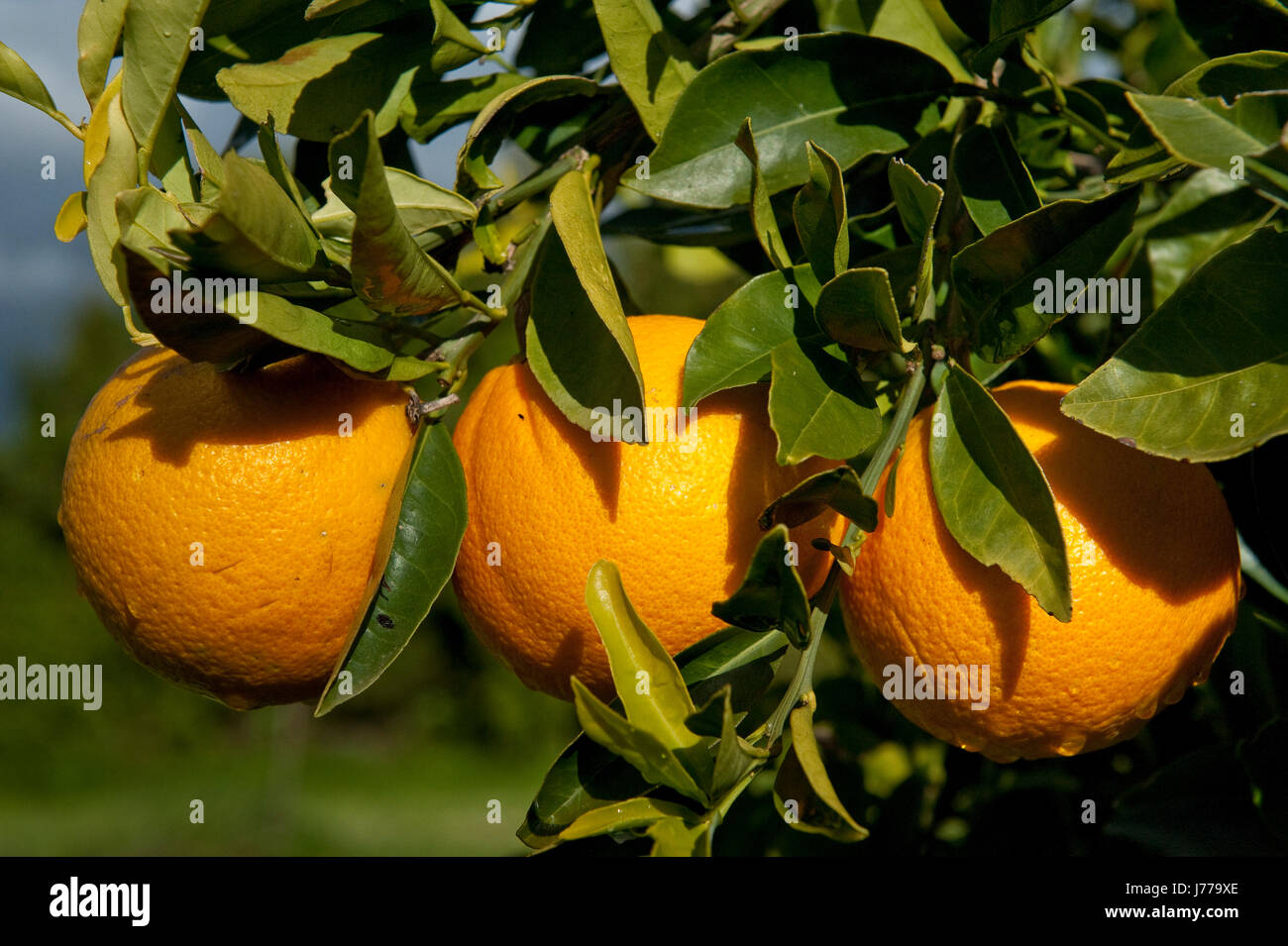 albero arancione Foto Stock