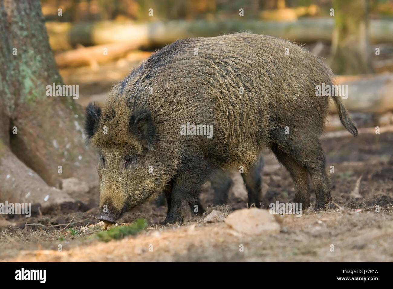 Animale mammifero wildlife cinghiale suina Suini natura life esiste esistenza una vita Foto Stock