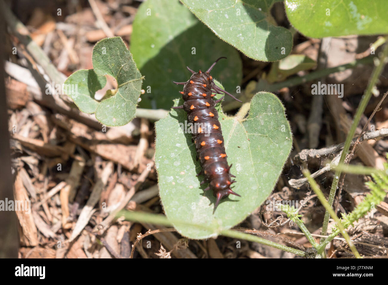 A coda di rondine Pipevine Butterfly Caterpillar - Battus philenor - Maggio 2017, Los Angeles, California USA Foto Stock