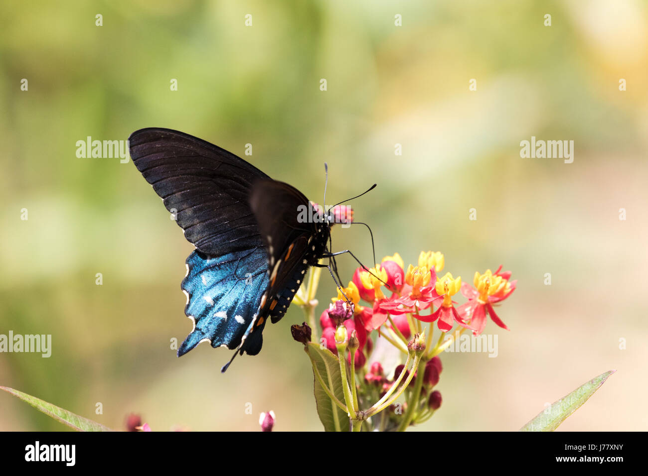 A coda di rondine Pipevine Butterfly - Battus philenor - Maggio 2017, Los Angeles, California USA Foto Stock