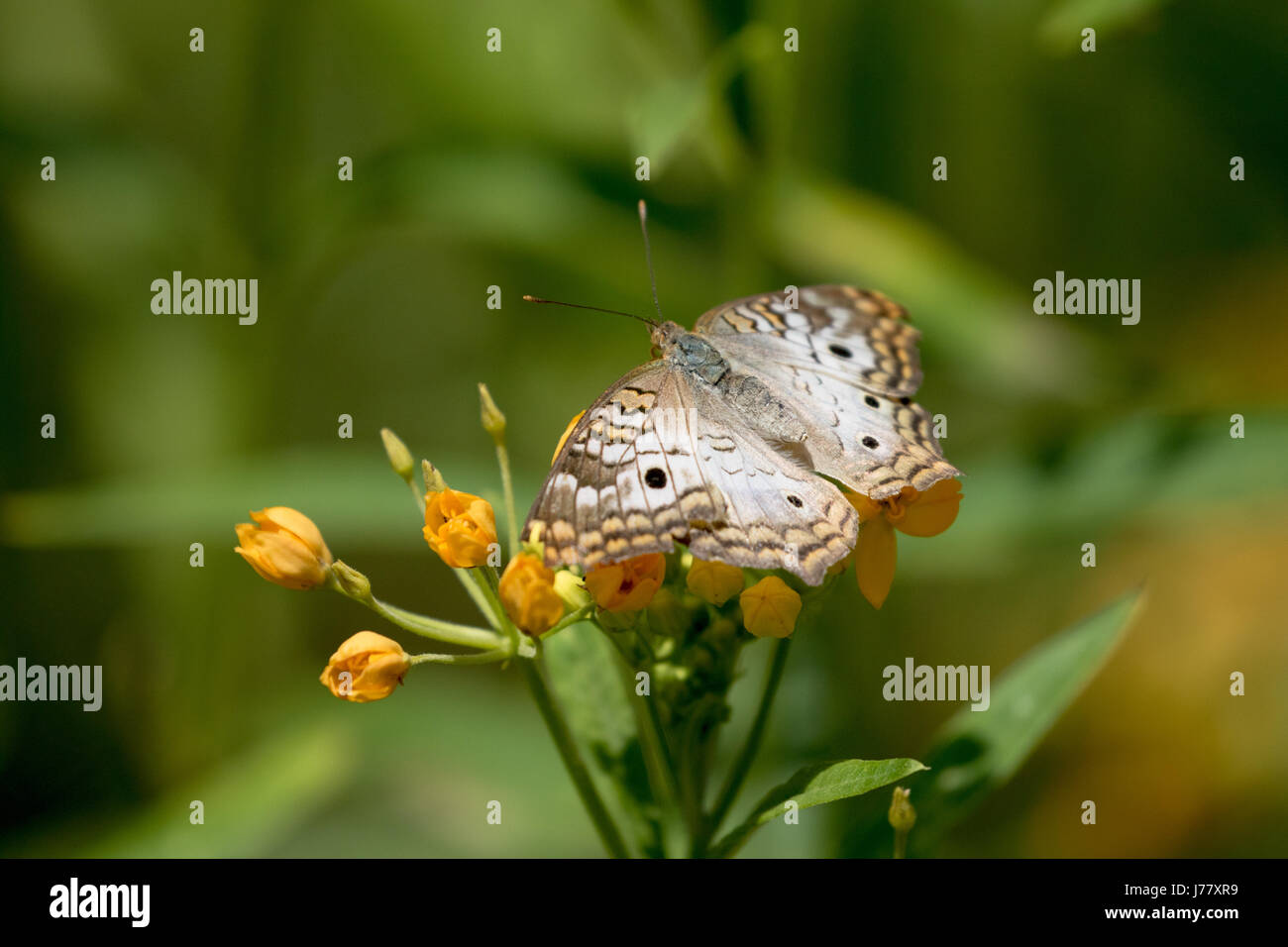 White farfalla pavone - Anartia jatrophae - Maggio 2017, Los Angeles, California USA Foto Stock