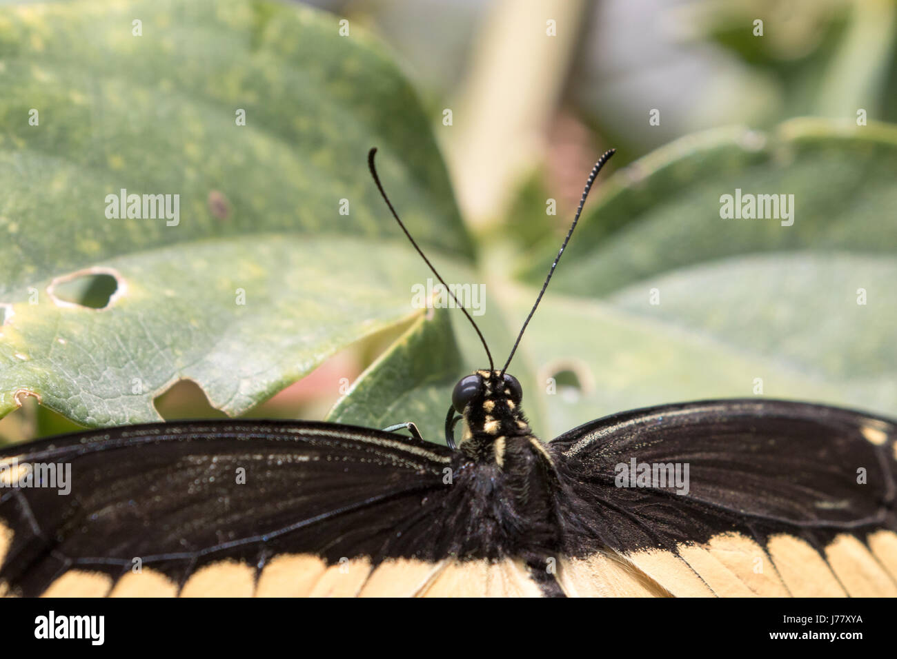 A coda di rondine gigante farfalla - Papilio cresphotes - Maggio 2017 Los Angeles, California USA Foto Stock