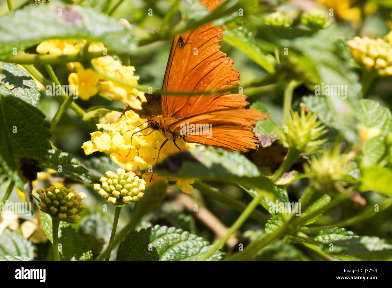 Julia Longwing Butterfly - Dryas julia - Maggio 2017, Los Angeles, California USA Foto Stock