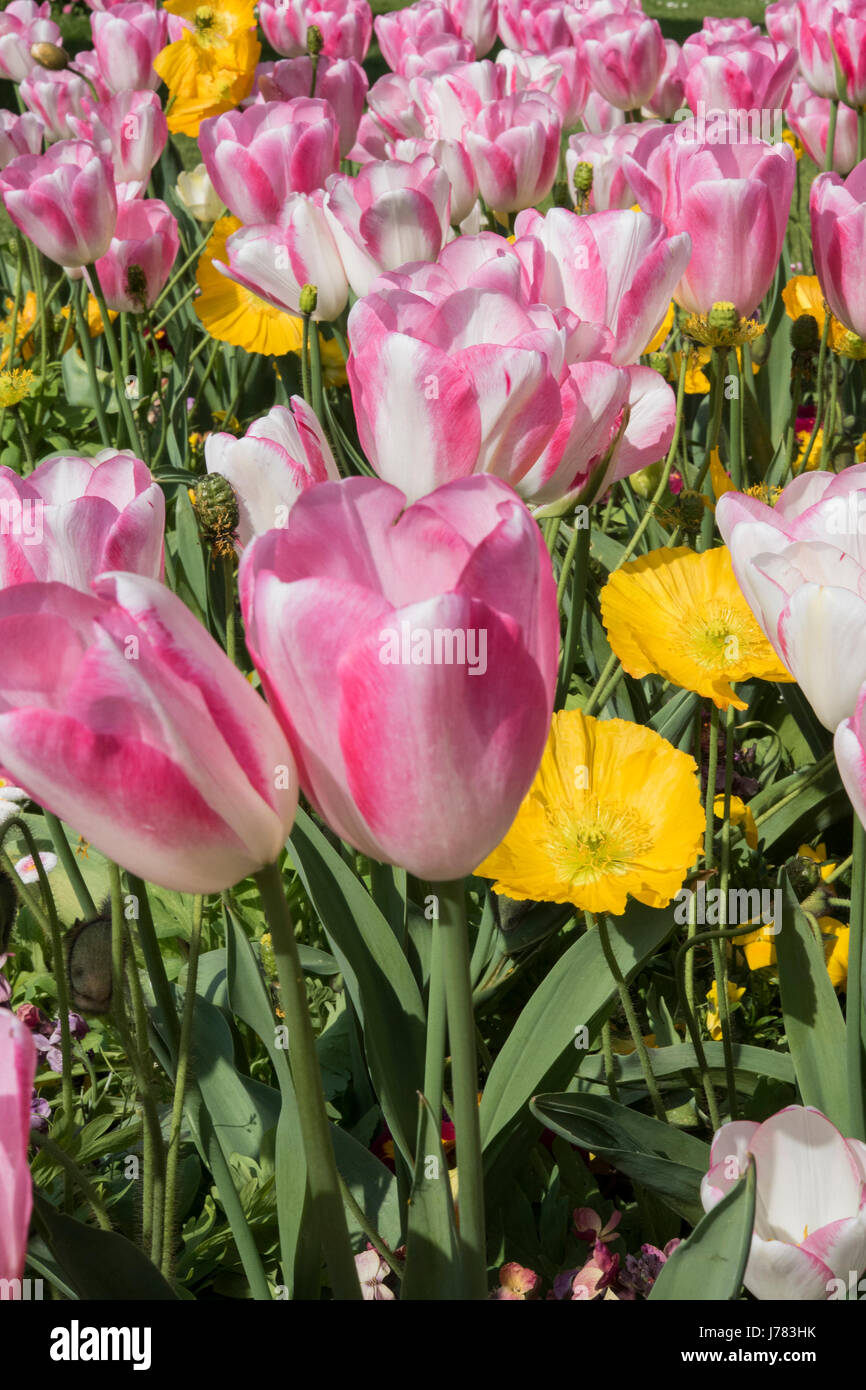 Bella fiori in un giardino a Rennes, Francia Bretagna Foto Stock