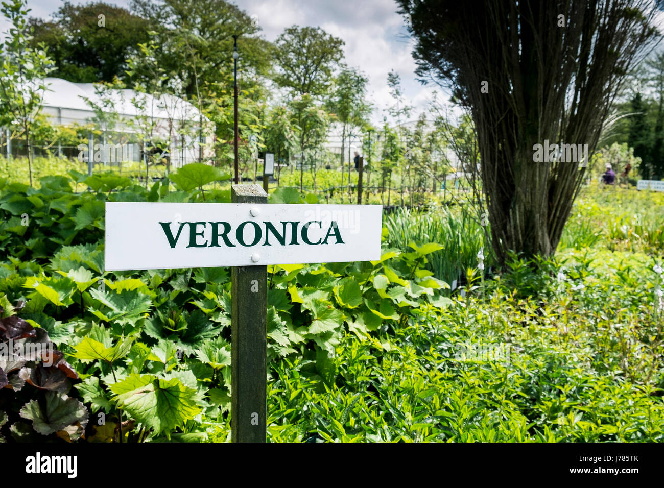 Le piante in vendita presso un centro giardino o vivaio. Foto Stock